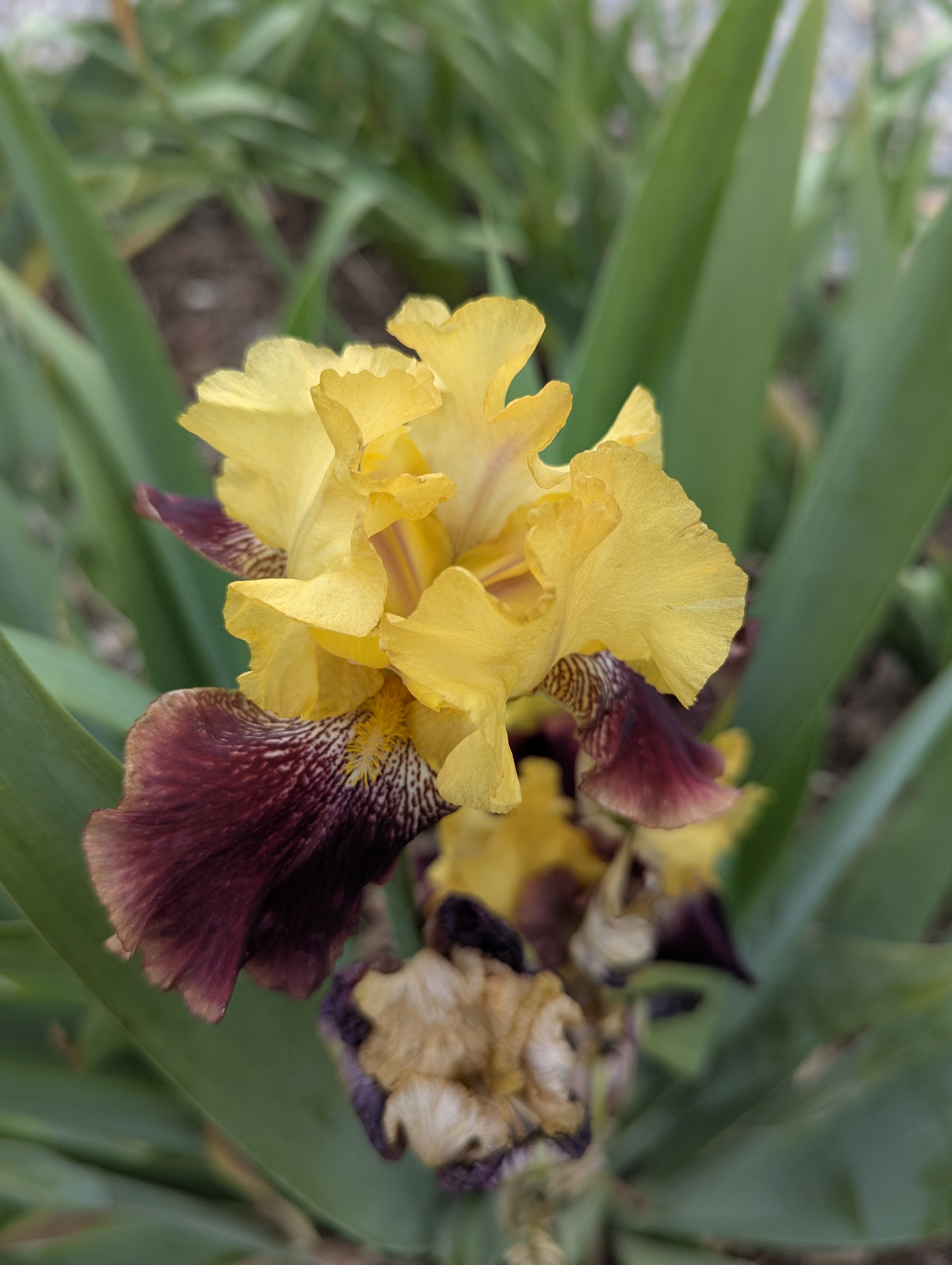 Garden, Flowers, Morrison, Colorado
